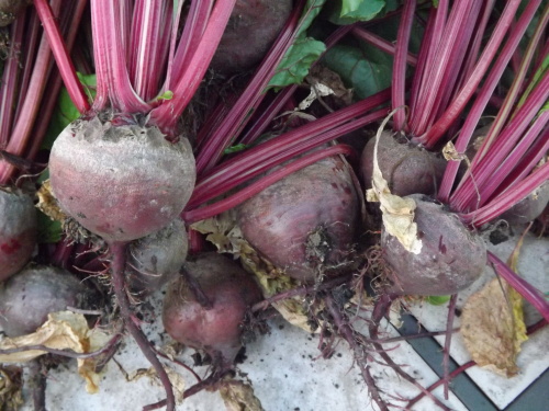 Hopefully the rest of the beets will be ready in a few weeks and then I can replant in August for a fall crop.