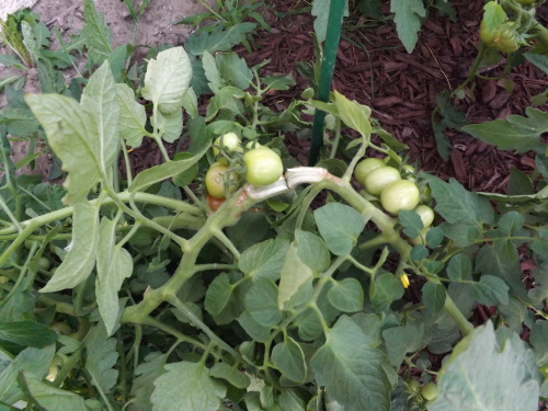Revealed: What To Do With Tomato Plants At End Of Season