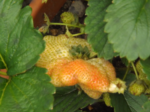 This is going to be one monster of a strawberry!